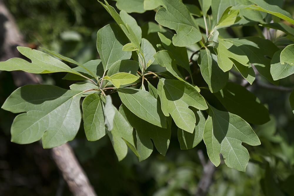 Sassafras oil